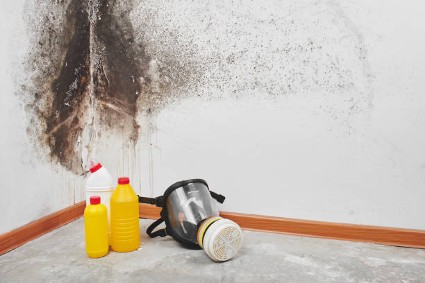 Trusted Bertsch Oceanview, CA Mold Removal Experts