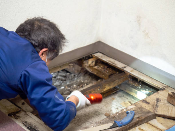 Best Professional Mold Removal  in Bertsch Oceanview, CA