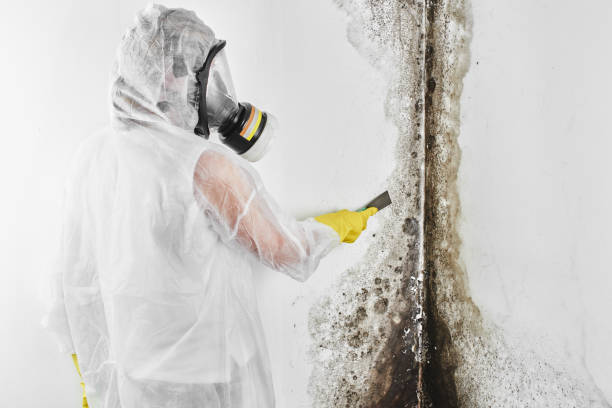 Mold Testing and Removal in Bertsch Oceanview, CA
