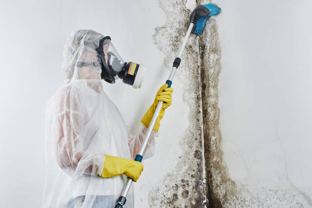 Best Same-Day Mold Removal  in Bertsch Oceanview, CA