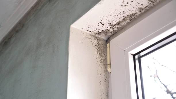 Best Mold Remediation Experts  in Bertsch Oceanview, CA