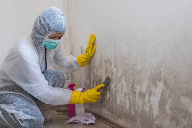 Best Crawl Space Mold Removal  in Bertsch Oceanview, CA