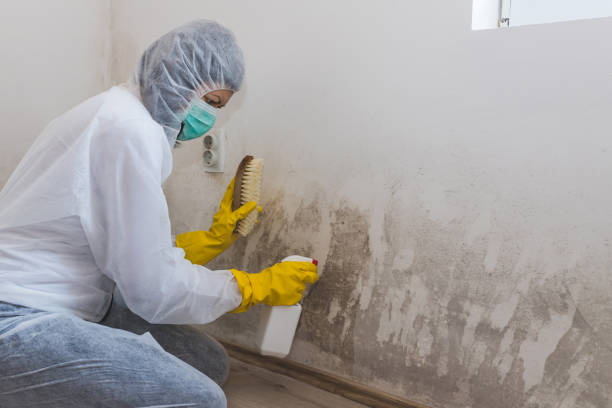 Best Attic Mold Removal  in Bertsch Oceanview, CA