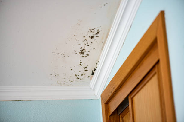Best Affordable Mold Removal  in Bertsch Oceanview, CA