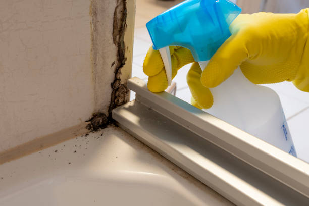 Best Black Mold Removal  in Bertsch Oceanview, CA