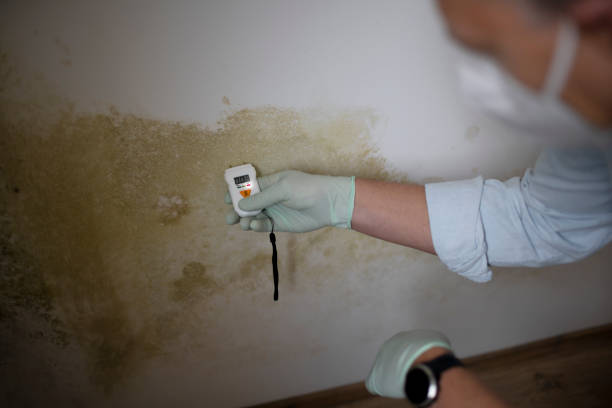 Best Mold Damage Repair  in Bertsch Oceanview, CA