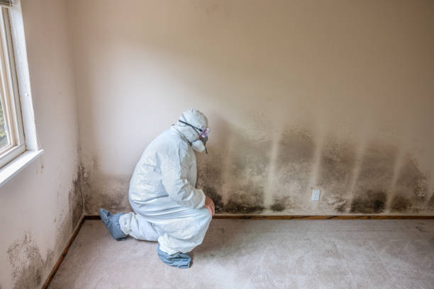 Best Black Mold Removal  in Bertsch Oceanview, CA
