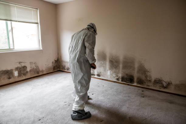 Home Mold Removal in Bertsch Oceanview, CA