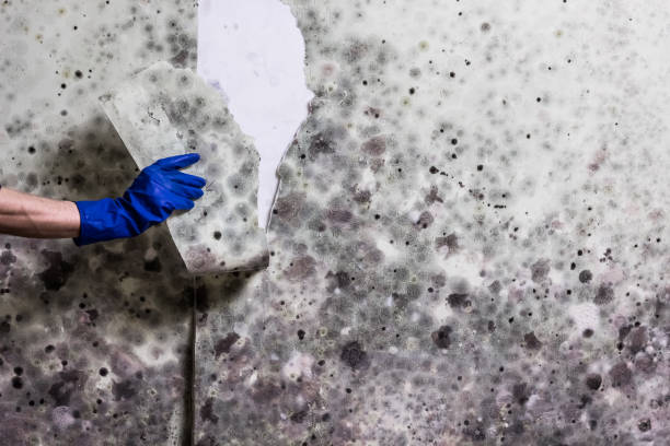 Best Emergency Mold Removal  in Bertsch Oceanview, CA