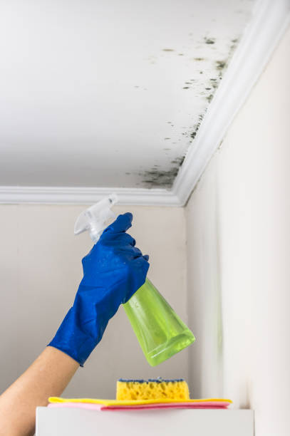 Best Mold Remediation  in Bertsch Oceanview, CA
